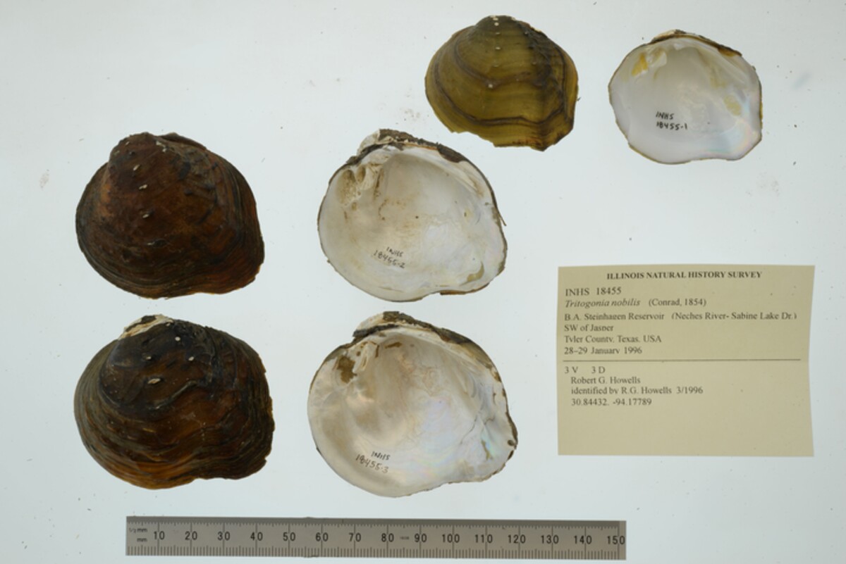 Quadrula nobilis image