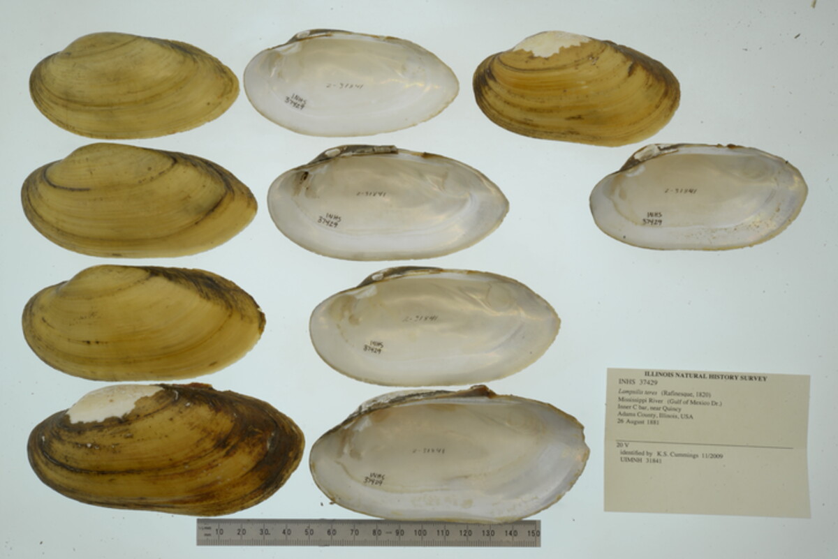 Lampsilis teres image