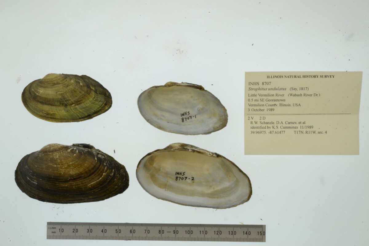 Strophitus undulatus image