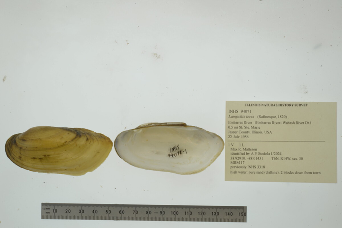 Lampsilis teres image