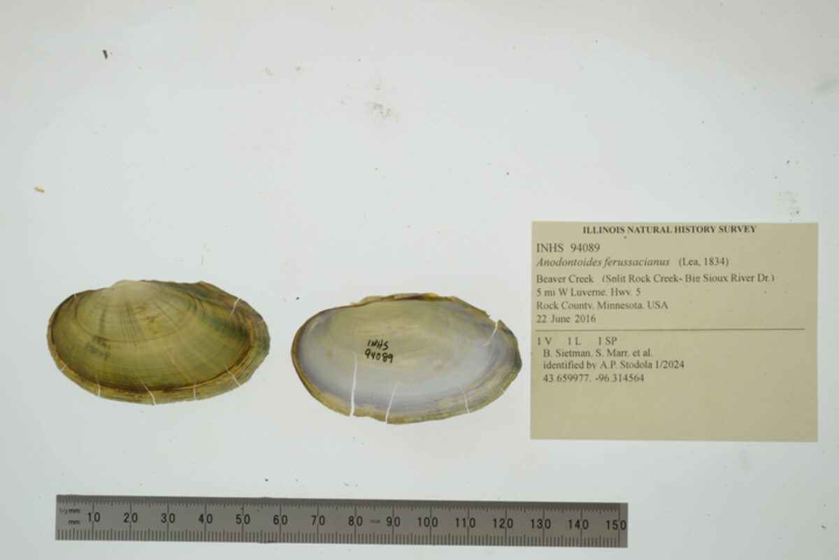 Anodontoides ferussacianus image