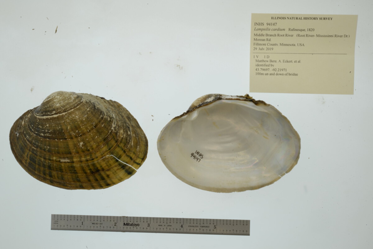 Lampsilis cardium image