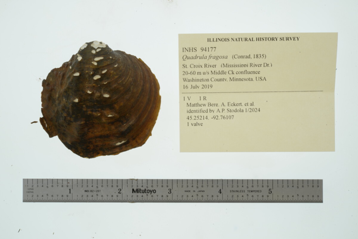 Quadrula fragosa image