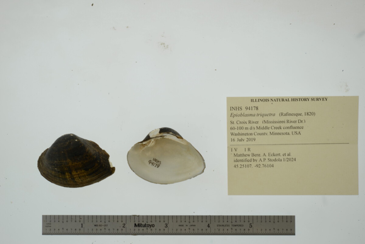 Epioblasma triquetra image