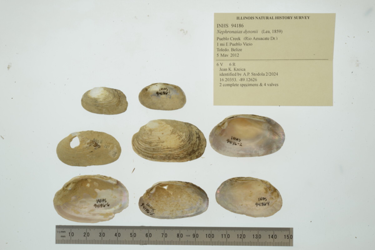 Nephronaias image