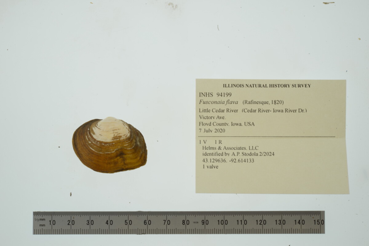 Fusconaia flava image