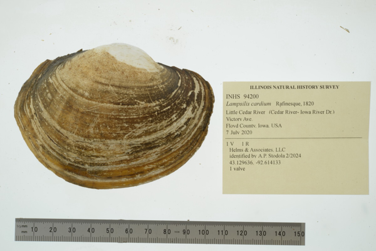 Lampsilis cardium image