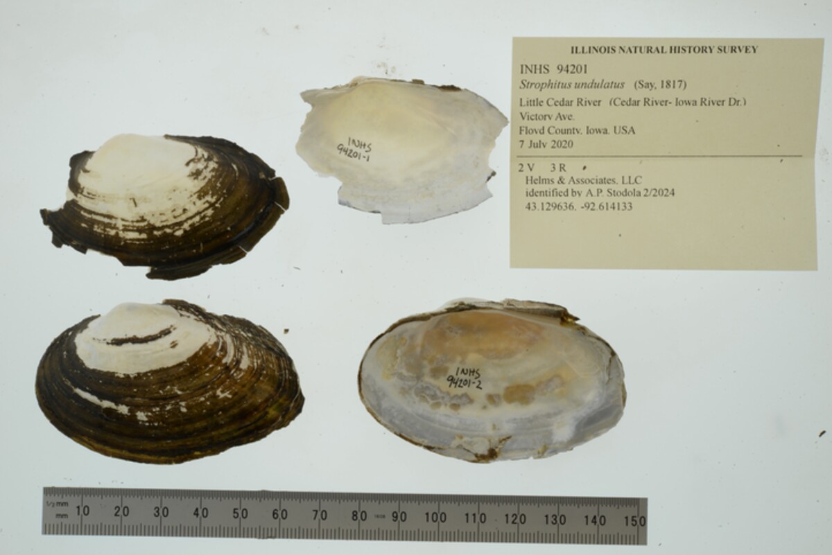 Strophitus undulatus image