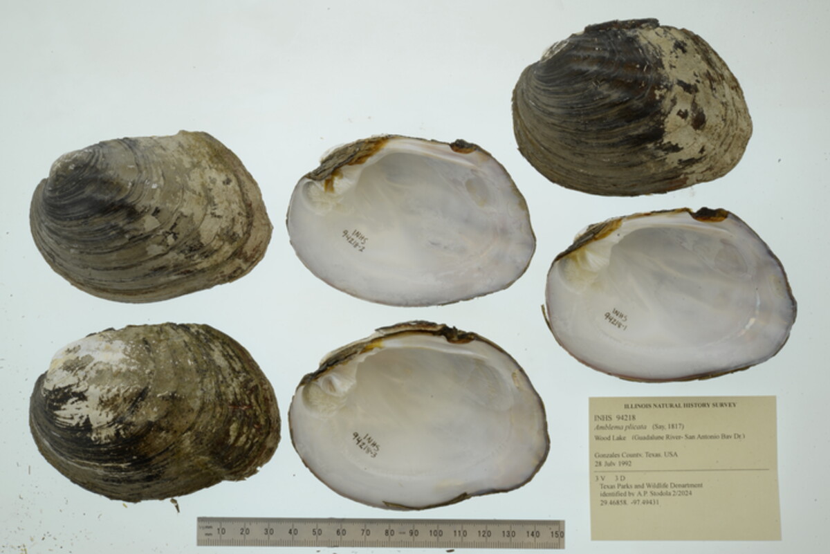 Amblema plicata image