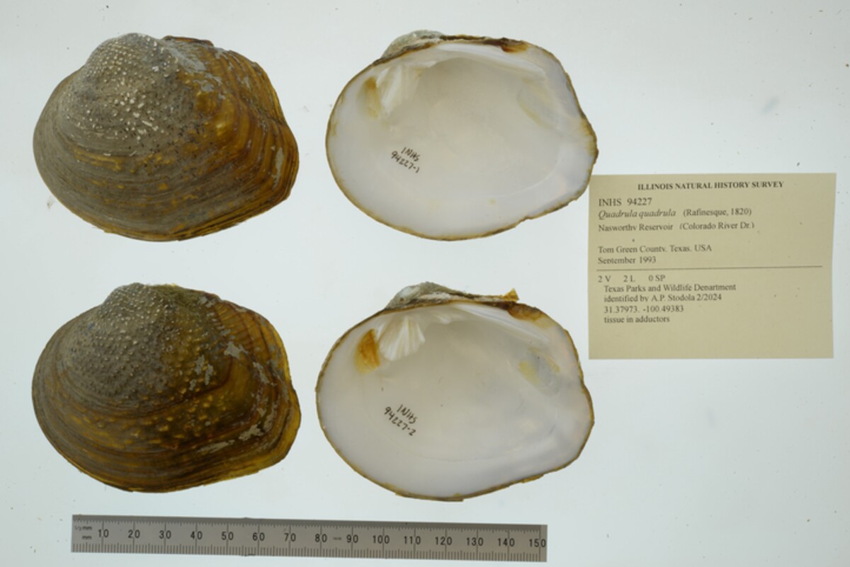 Quadrula quadrula image