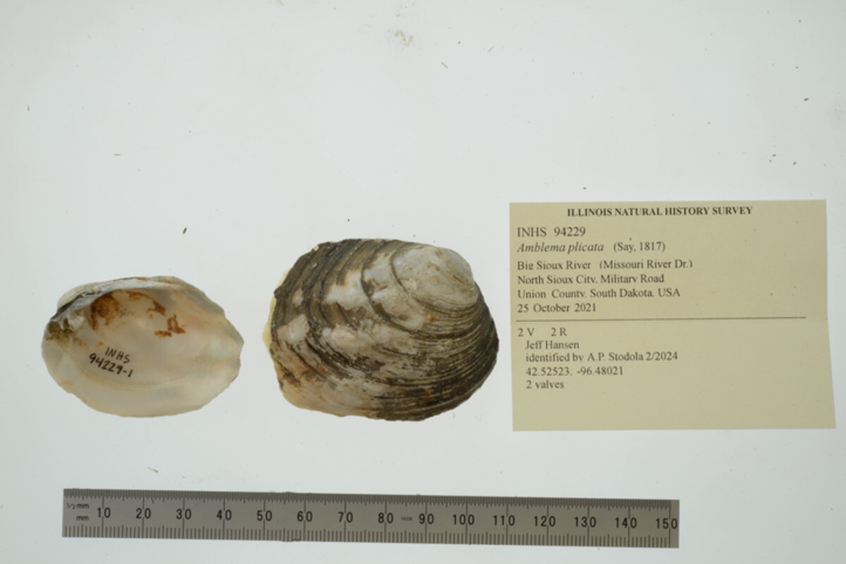 Amblema plicata image