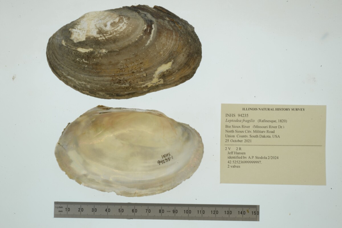 Leptodea fragilis image