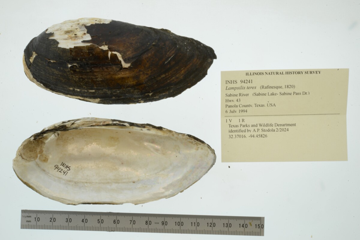 Lampsilis teres image