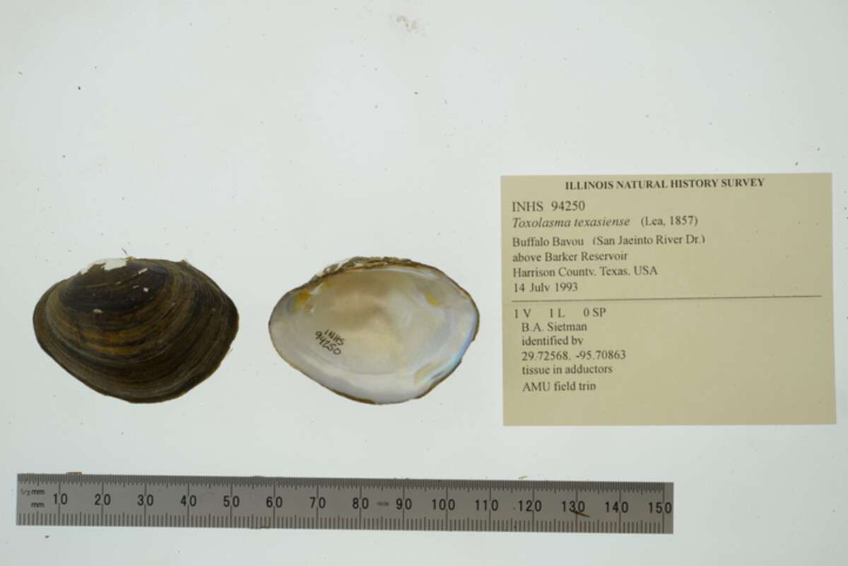 Toxolasma texasiense image