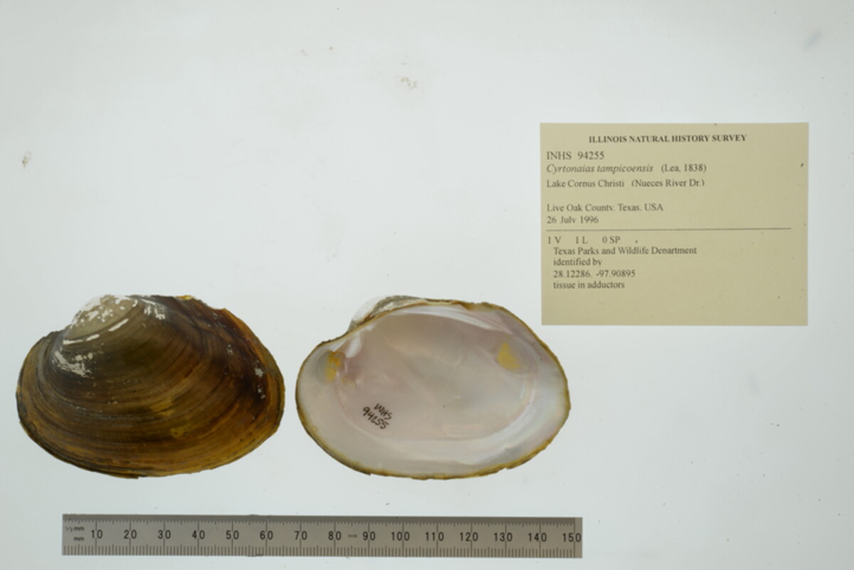 Cyrtonaias tampicoensis image