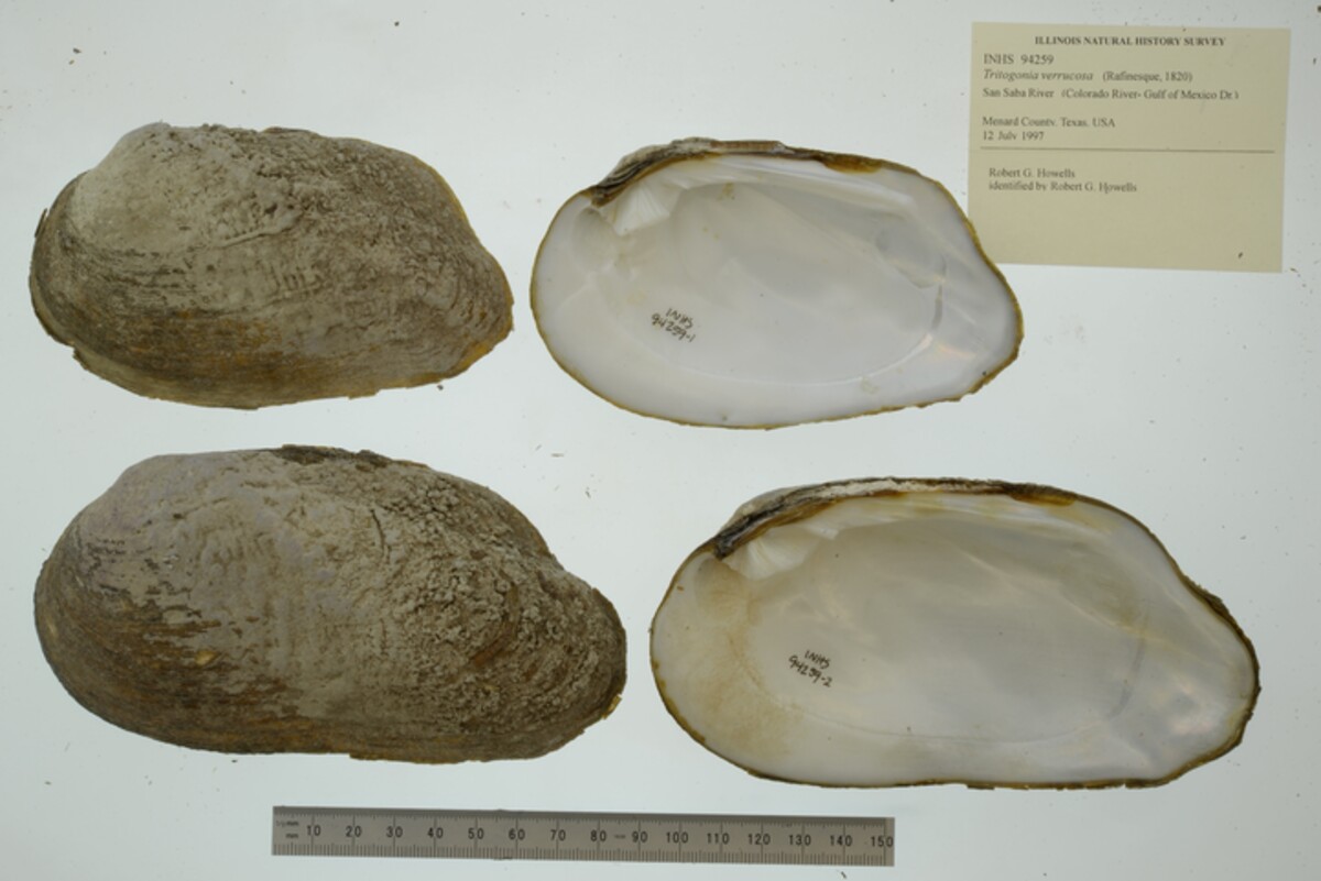 Tritogonia verrucosa image