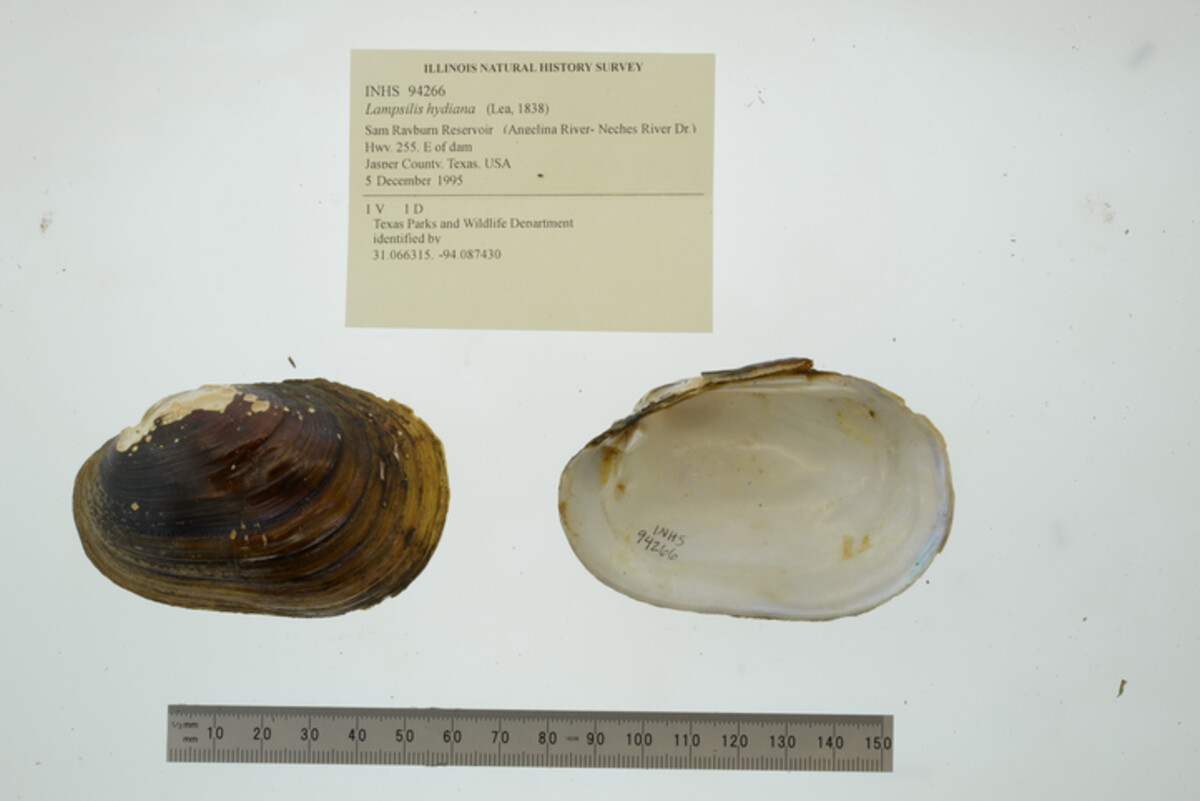Lampsilis hydiana image