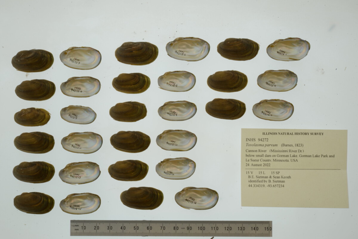 Toxolasma parvum image