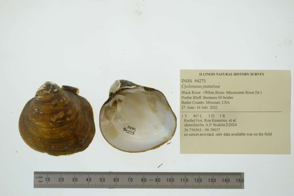 Cyclonaias pustulosa image