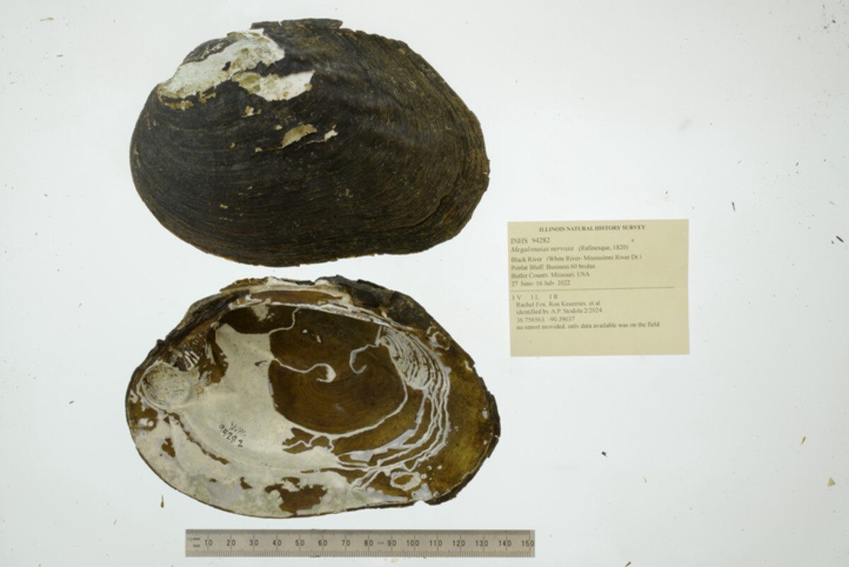 Megalonaias nervosa image