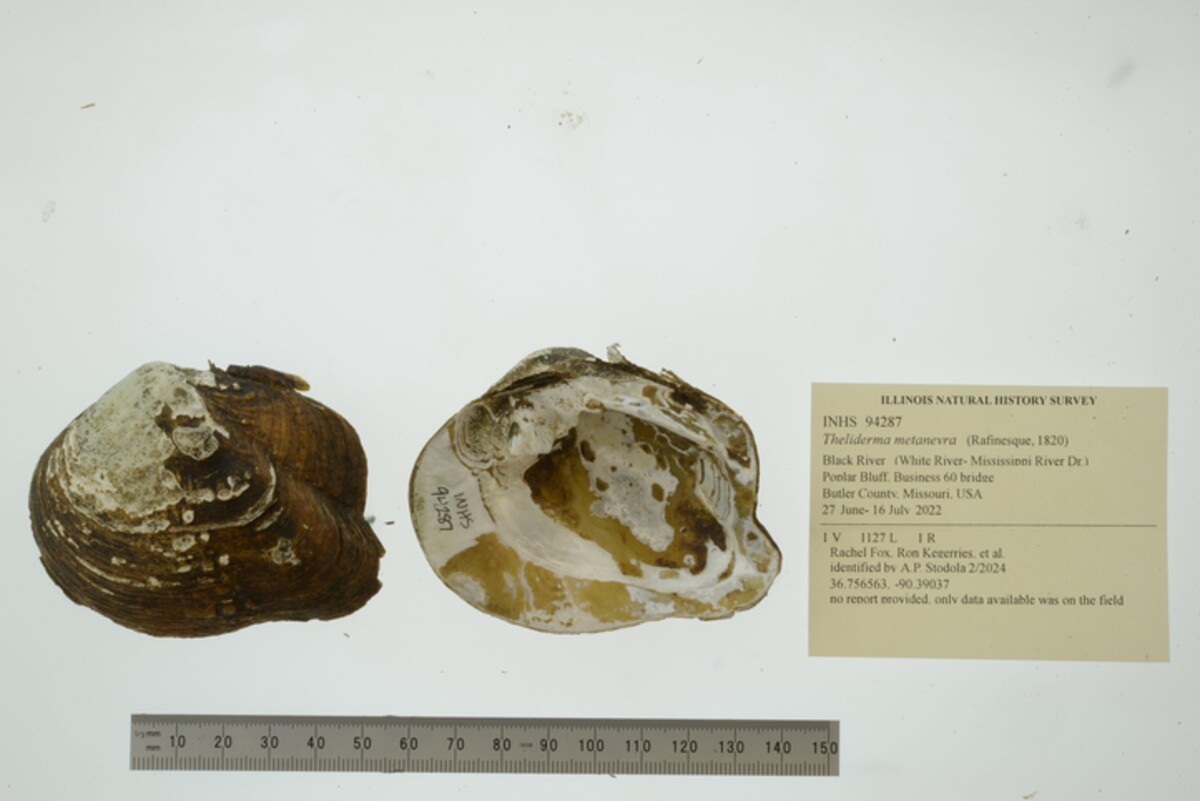 Theliderma metanevra image