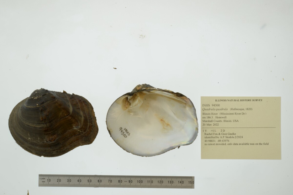 Quadrula quadrula image