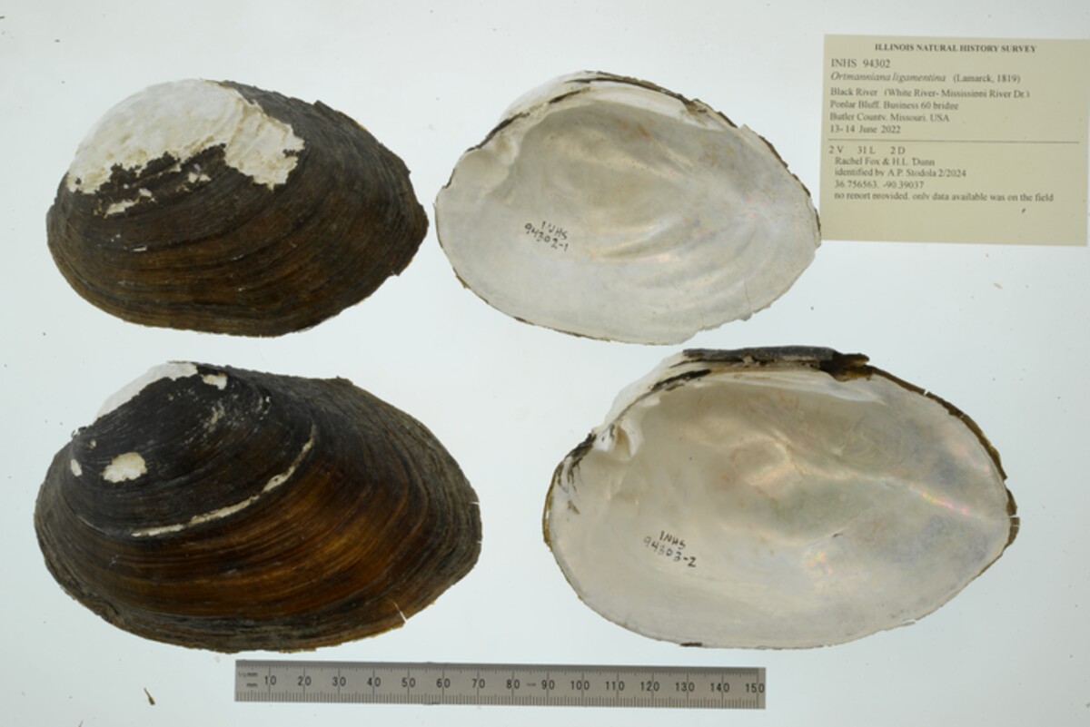 Ortmanniana ligamentina image