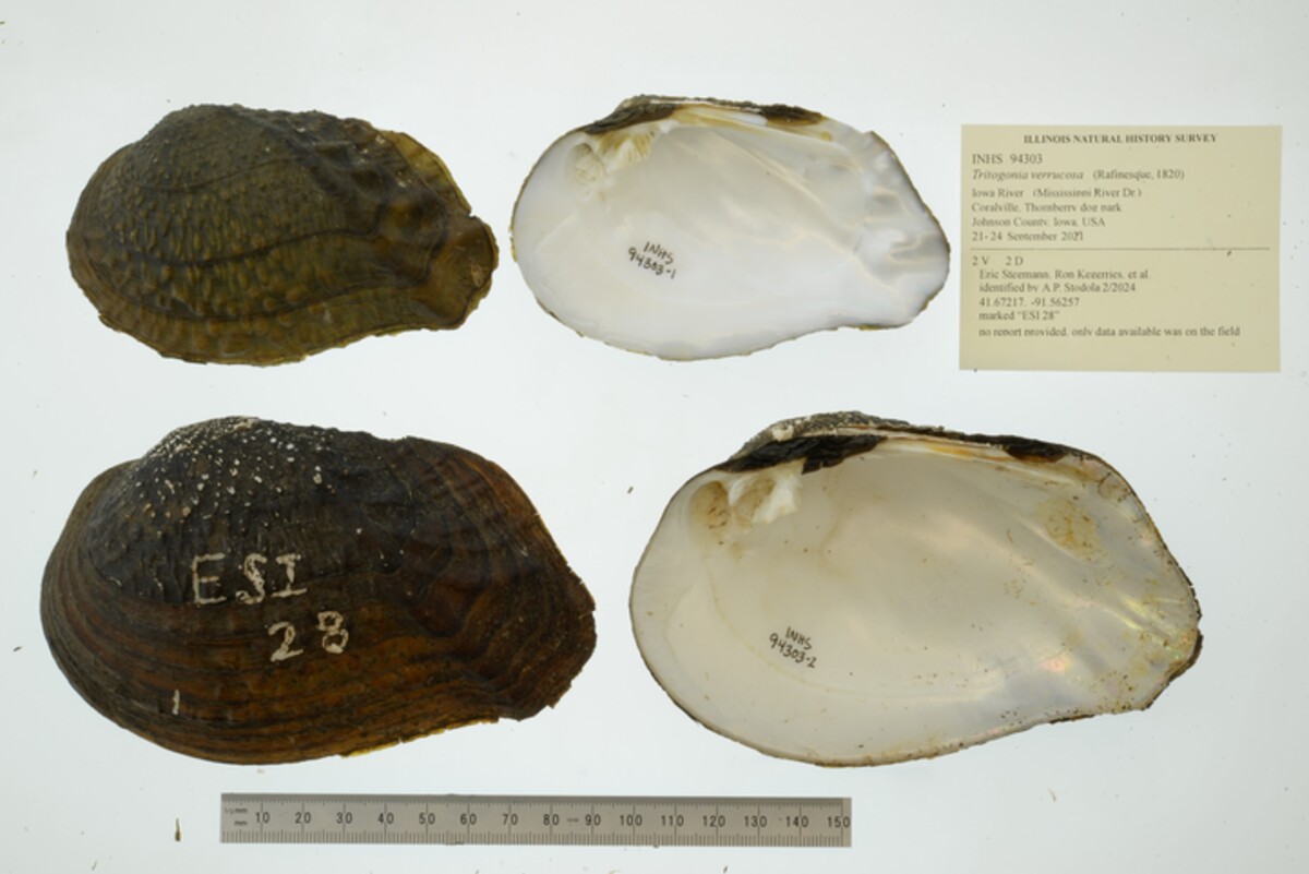 Tritogonia verrucosa image