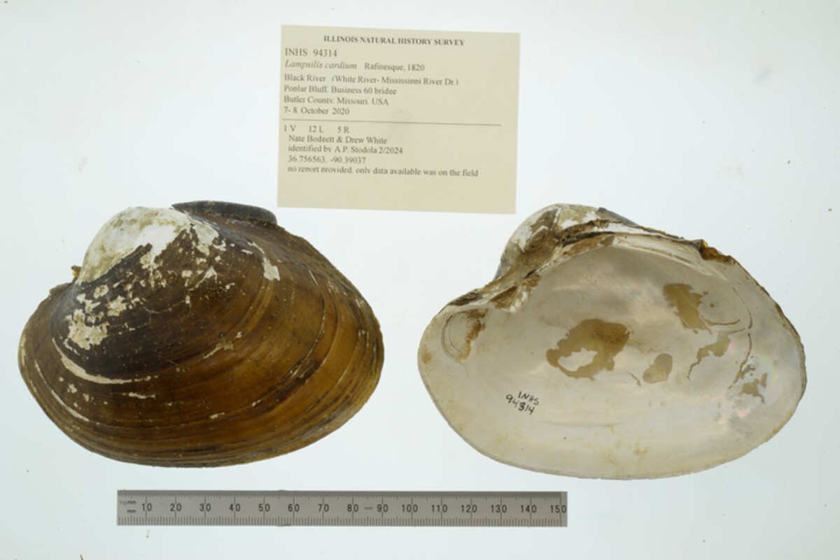 Lampsilis cardium image