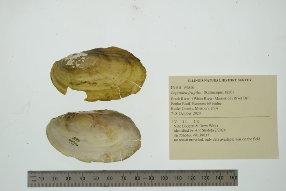 Leptodea fragilis image