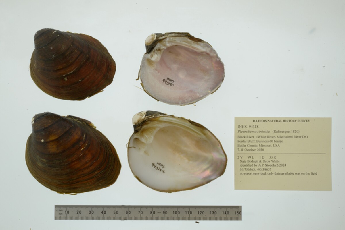 Pleurobema image