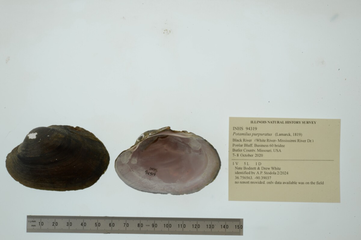 Potamilus purpuratus image