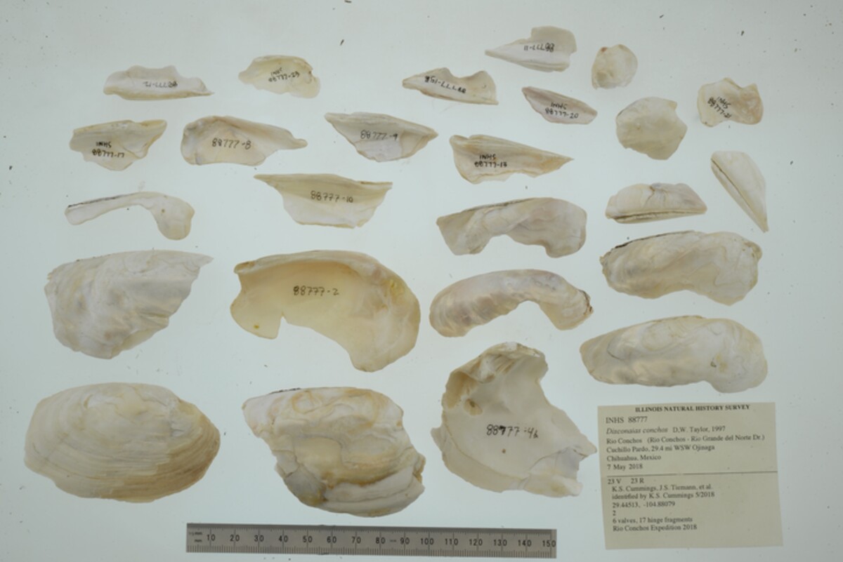 Disconaias conchos image