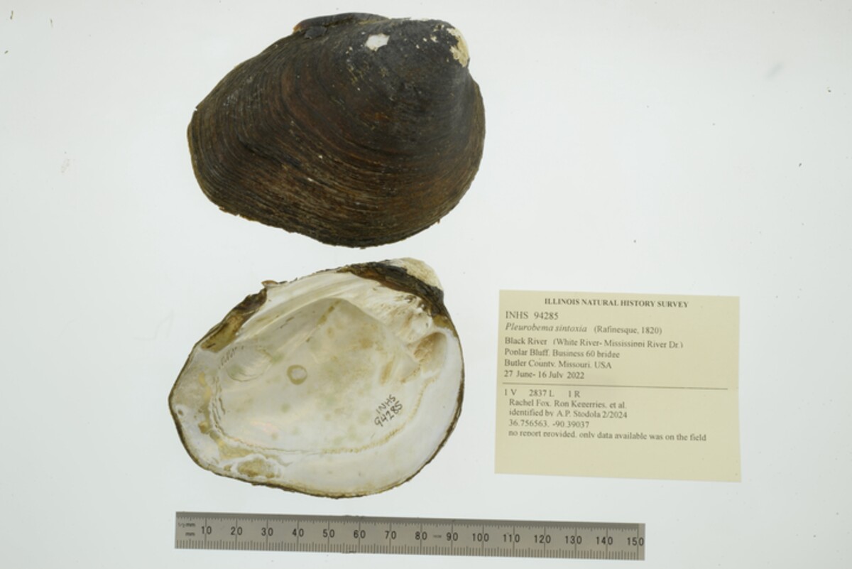 Pleurobema sintoxia image
