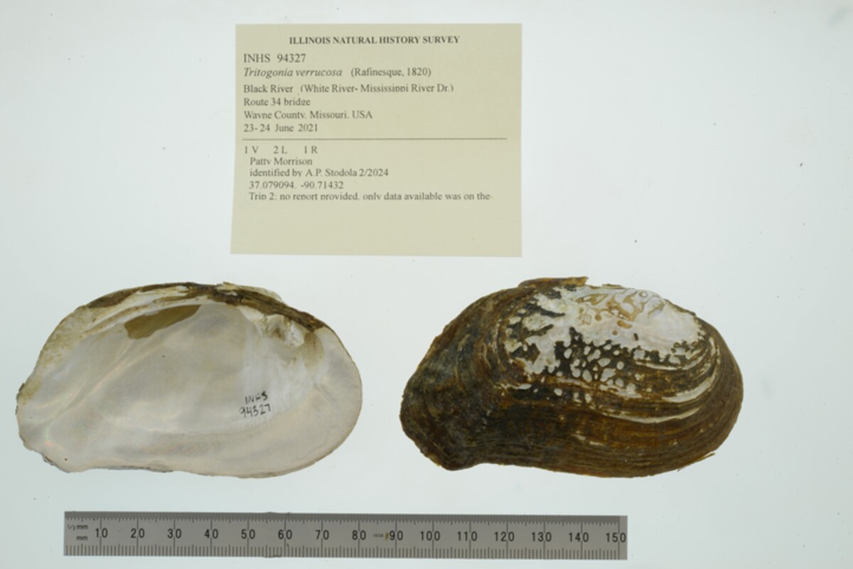 Tritogonia verrucosa image