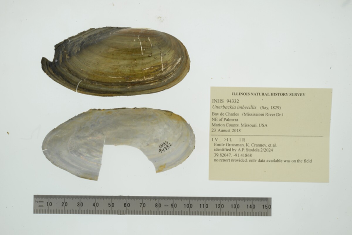 Utterbackia imbecillis image