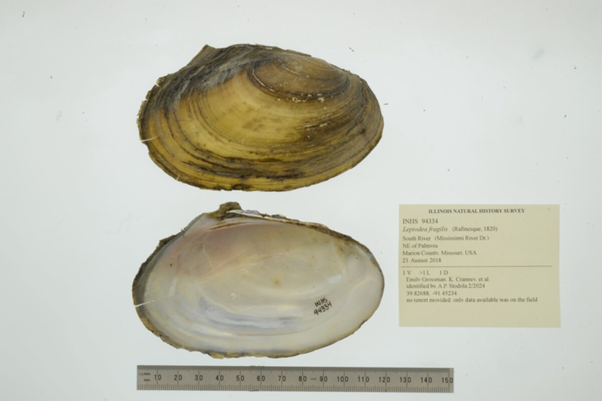 Leptodea fragilis image