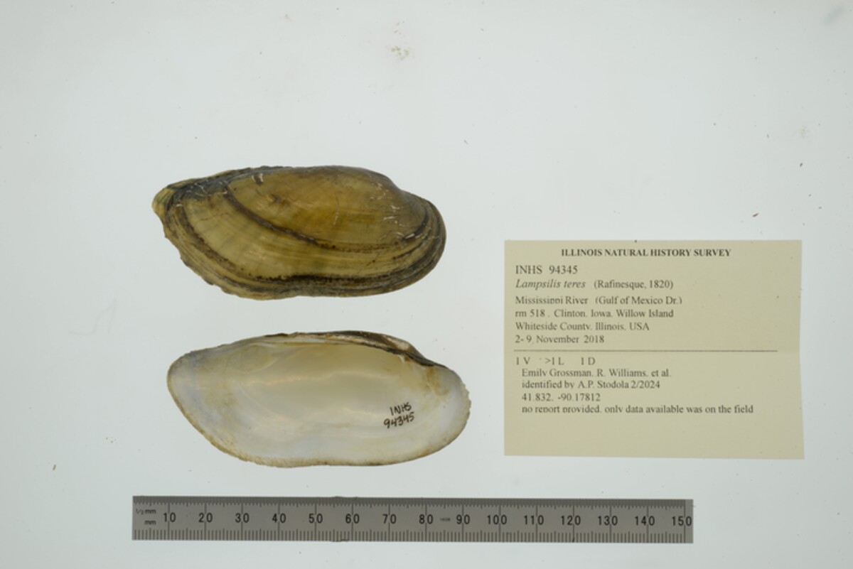 Lampsilis teres image