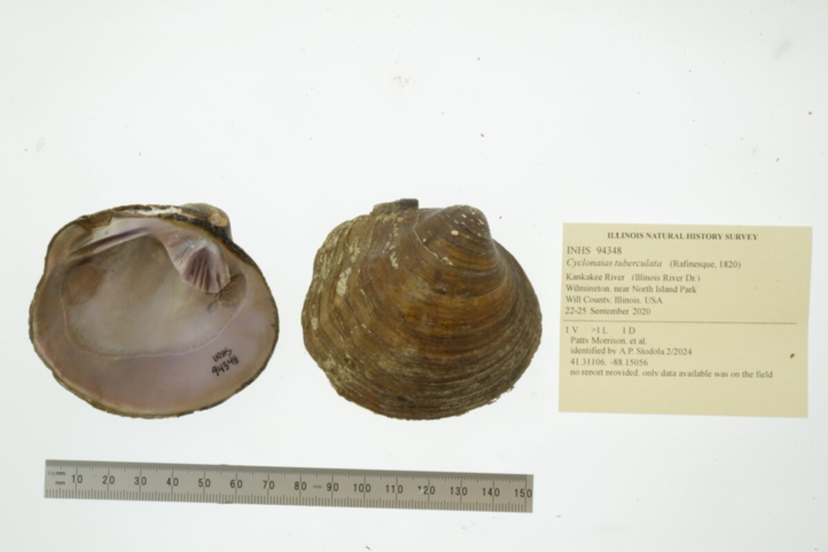 Cyclonaias tuberculata image