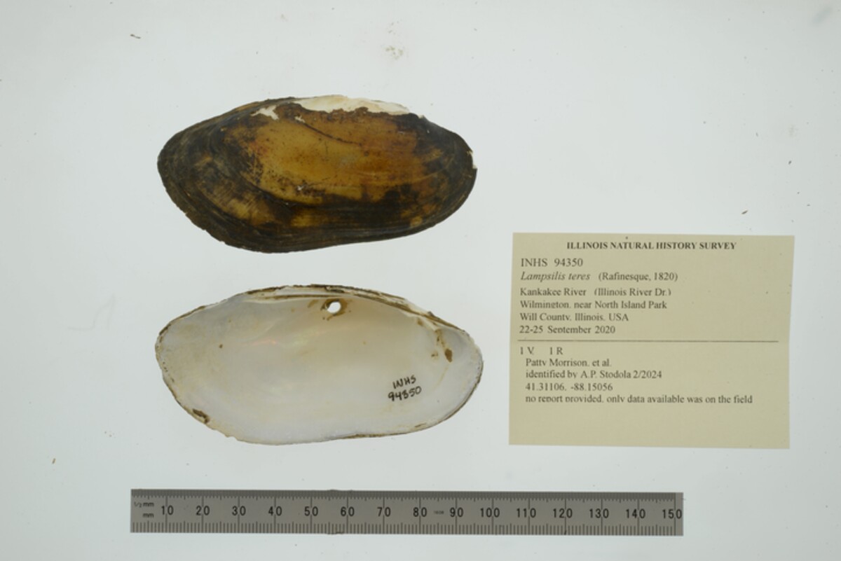 Lampsilis teres image