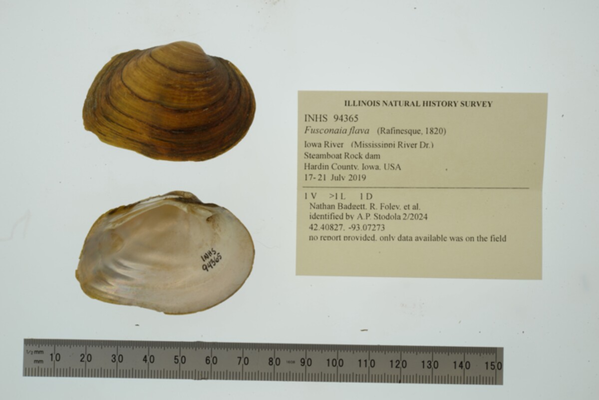 Fusconaia flava image