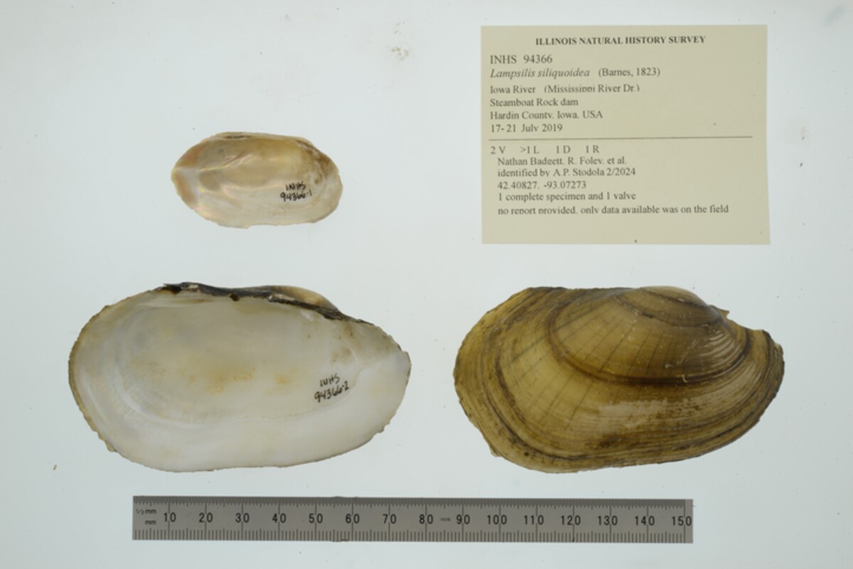 Lampsilis image