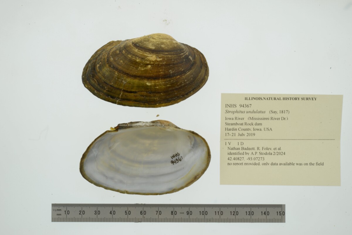 Strophitus undulatus image