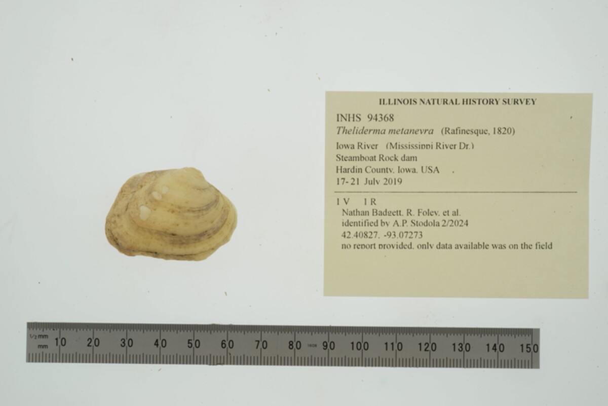 Theliderma metanevra image