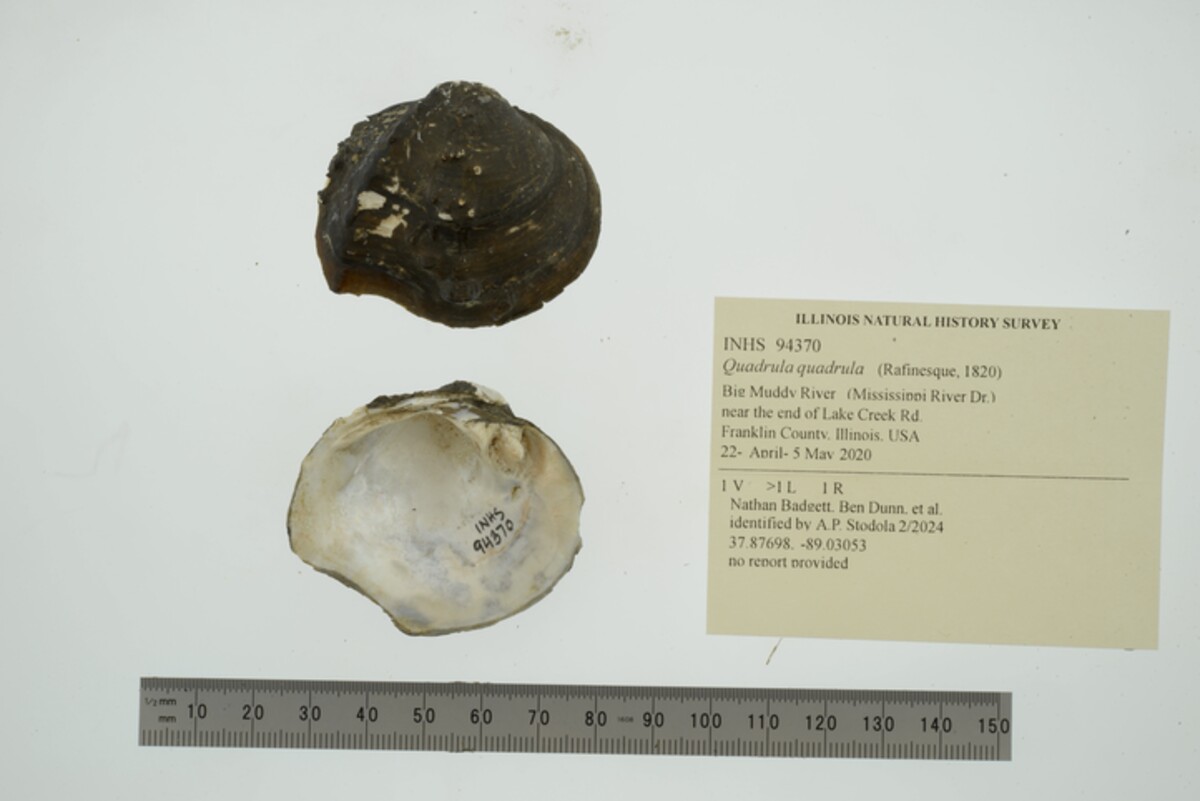 Quadrula quadrula image