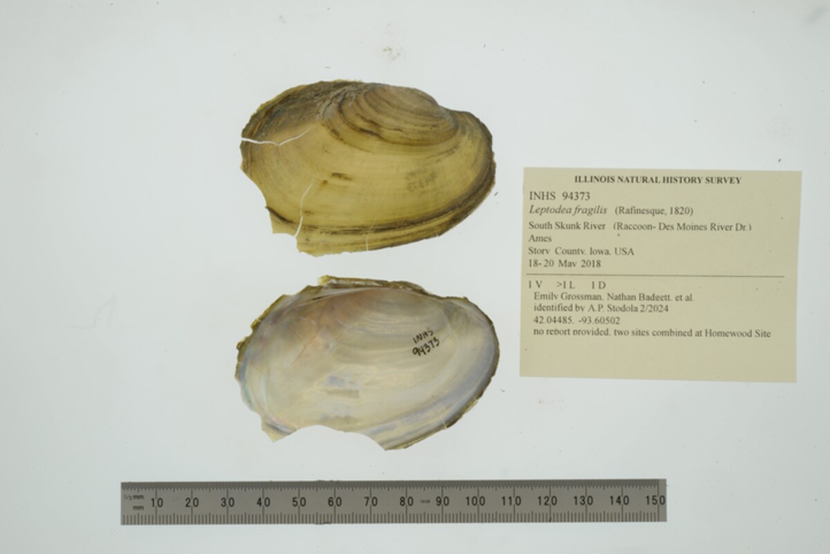 Leptodea fragilis image