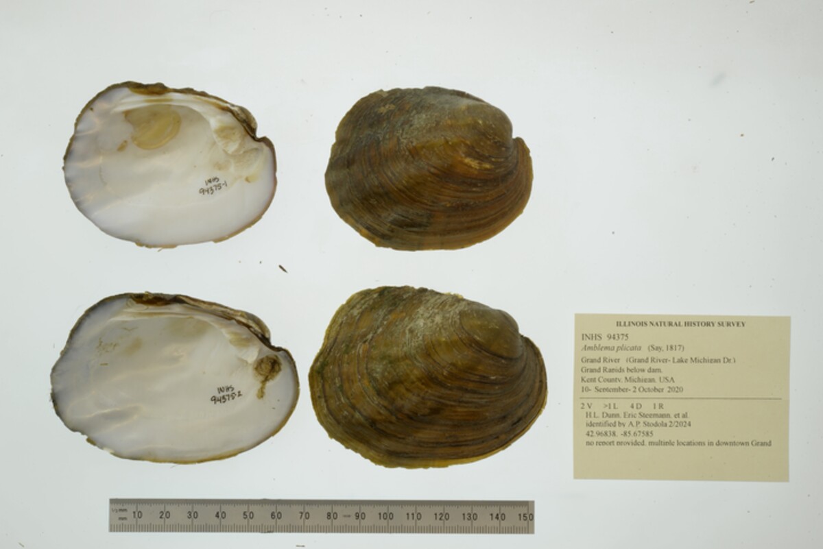 Amblema plicata image