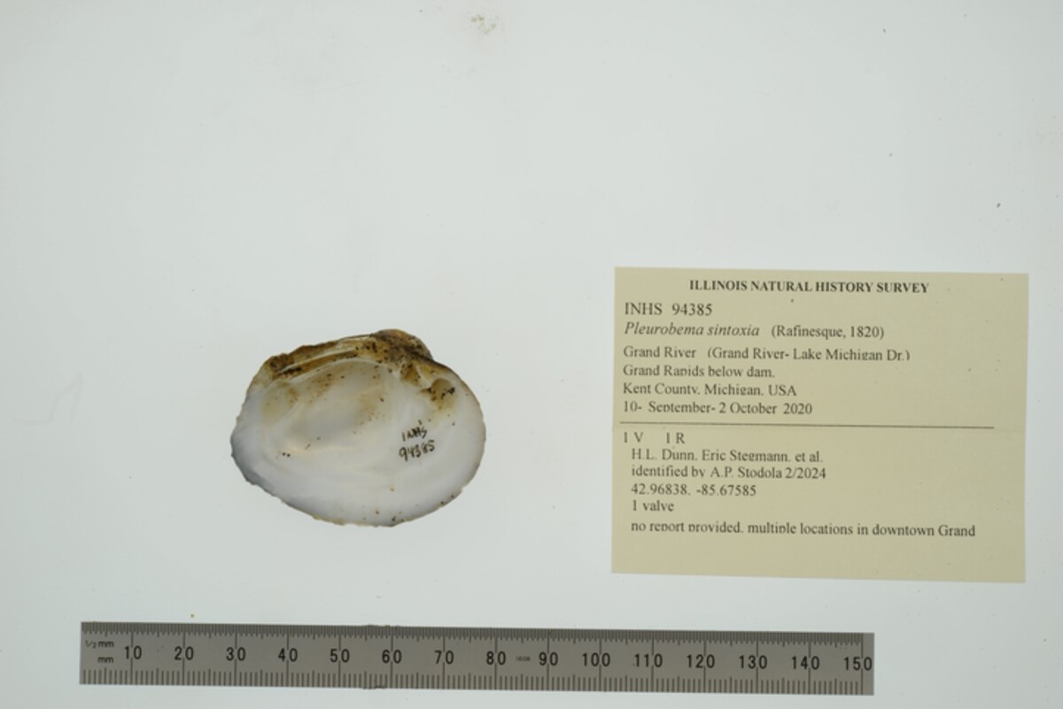 Pleurobema sintoxia image