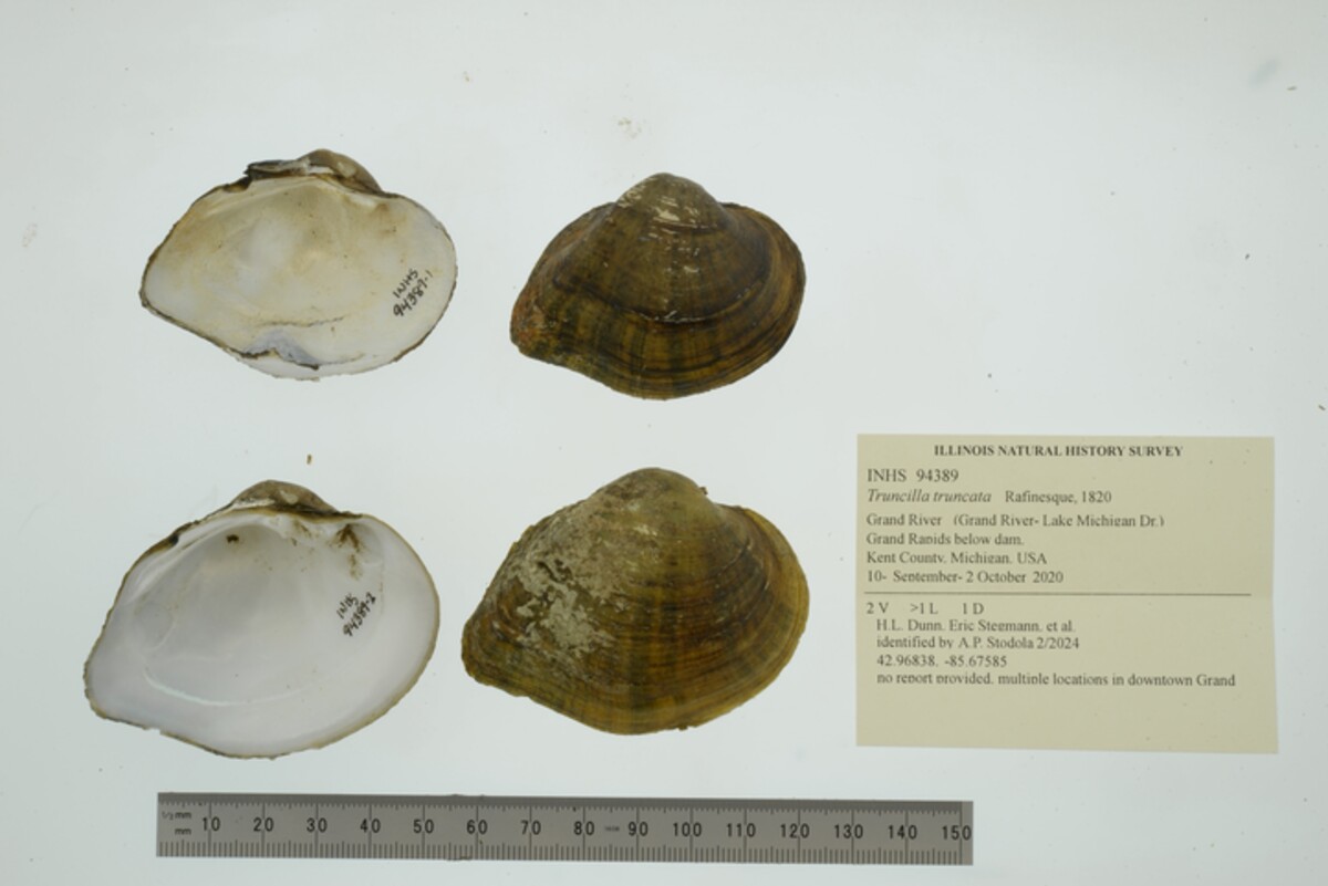 Truncilla truncata image