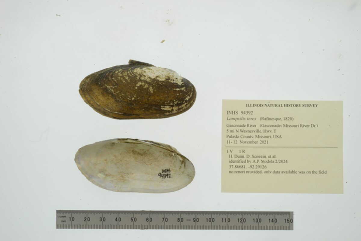 Lampsilis teres image
